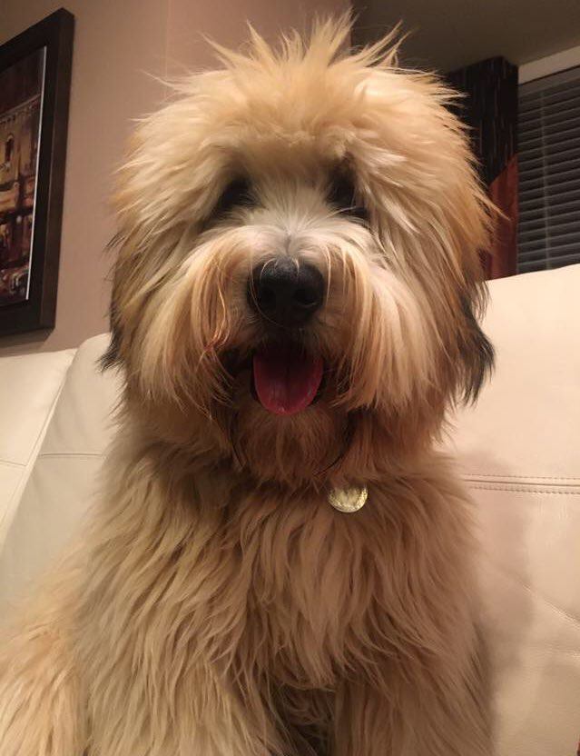 winsome wheatens