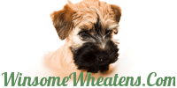 Winsome Wheatens